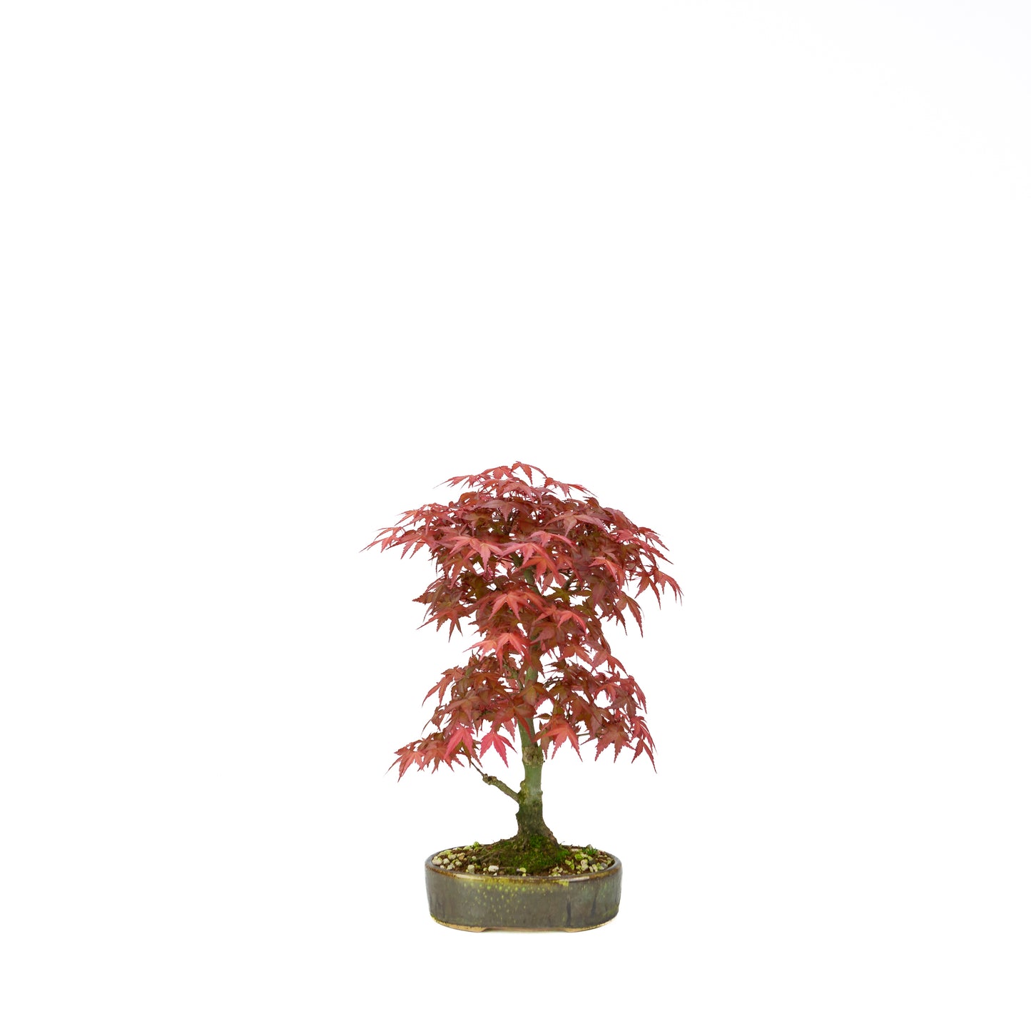 Acer palmatum Deshojo cremefarbener rechteckiger Schale 21 cm, Höhe ~52 cm