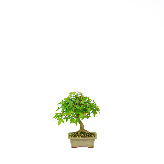 Acer buergerianum mit steinbraunem, rundem Schale, 20 cm Durchmesser, Höhe ca. 31 cm