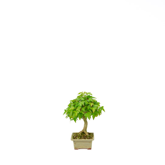 Acer buergerianum mit steinbraunem, rundem Schale, 20 cm Durchmesser, Höhe ca. 31 cm