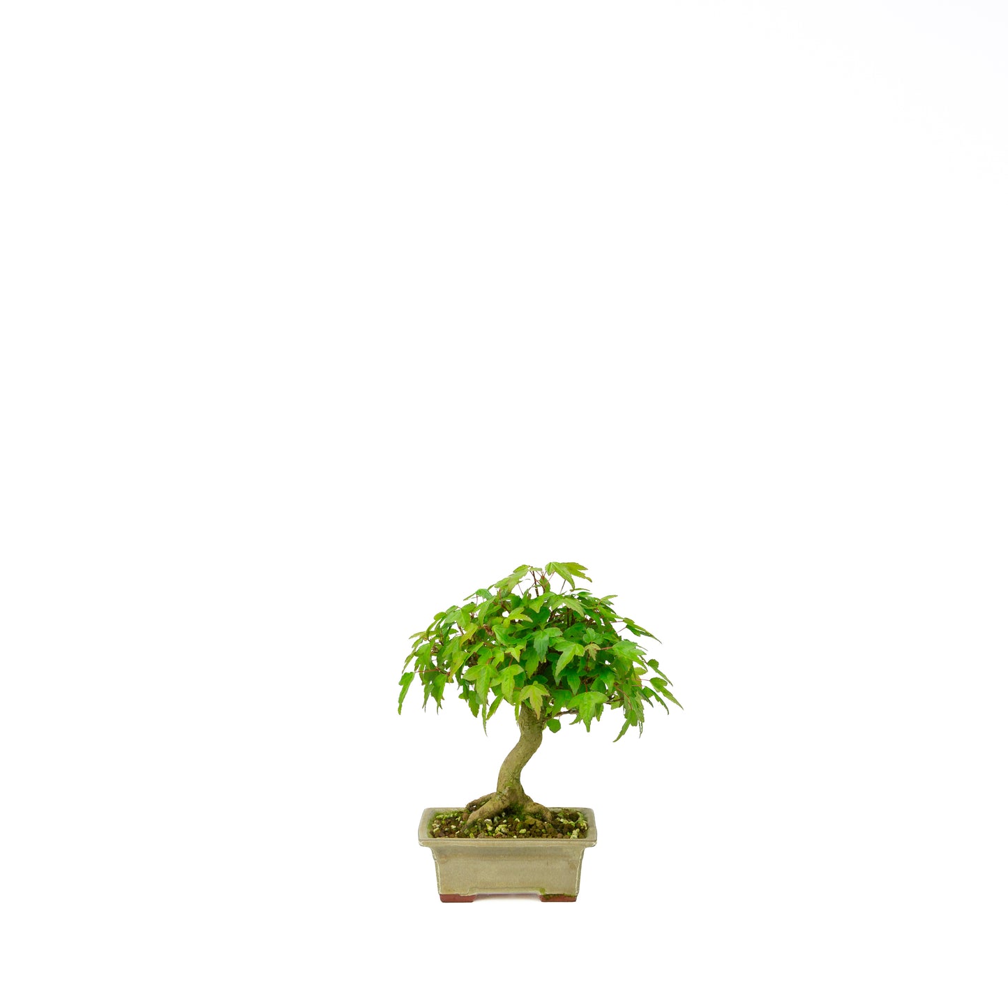 Acer buergerianum mit steinbraunem, rundem Schale, 20 cm Durchmesser, Höhe ca. 31 cm