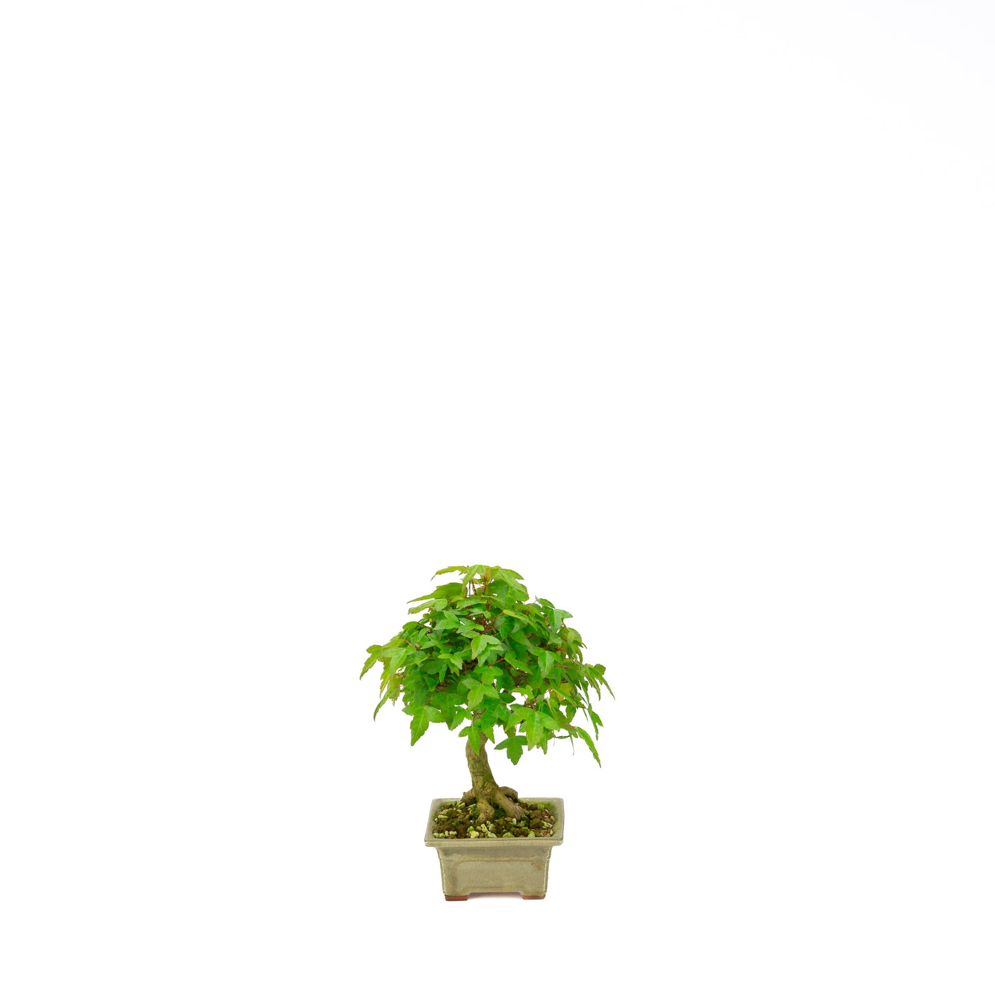 Acer buergerianum mit steinbraunem, rundem Schale, 20 cm Durchmesser, Höhe ca. 31 cm