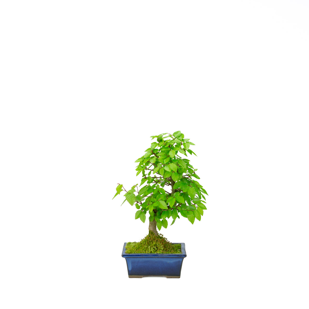 Carpinus coreana blauer rechteckiger Schale 21cm, Höhe ~35cm