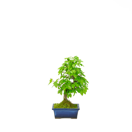 Carpinus coreana blauer rechteckiger Schale 21cm, Höhe ~35cm