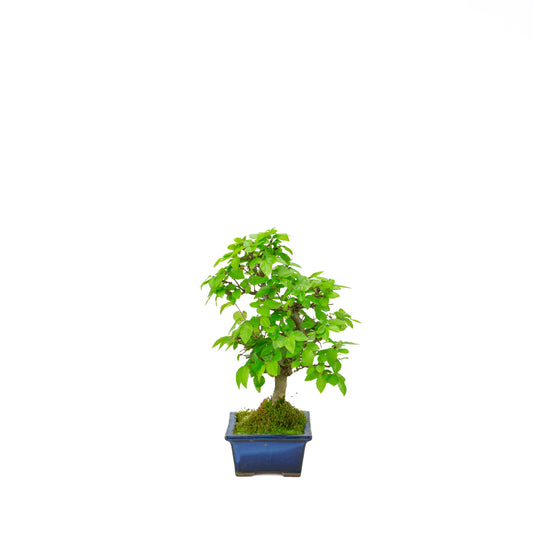 Carpinus coreana blauer rechteckiger Schale 21cm, Höhe ~35cm