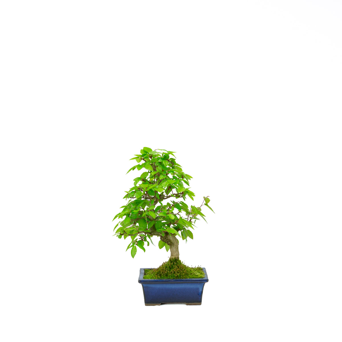 Carpinus coreana blauer rechteckiger Schale 21cm, Höhe ~35cm