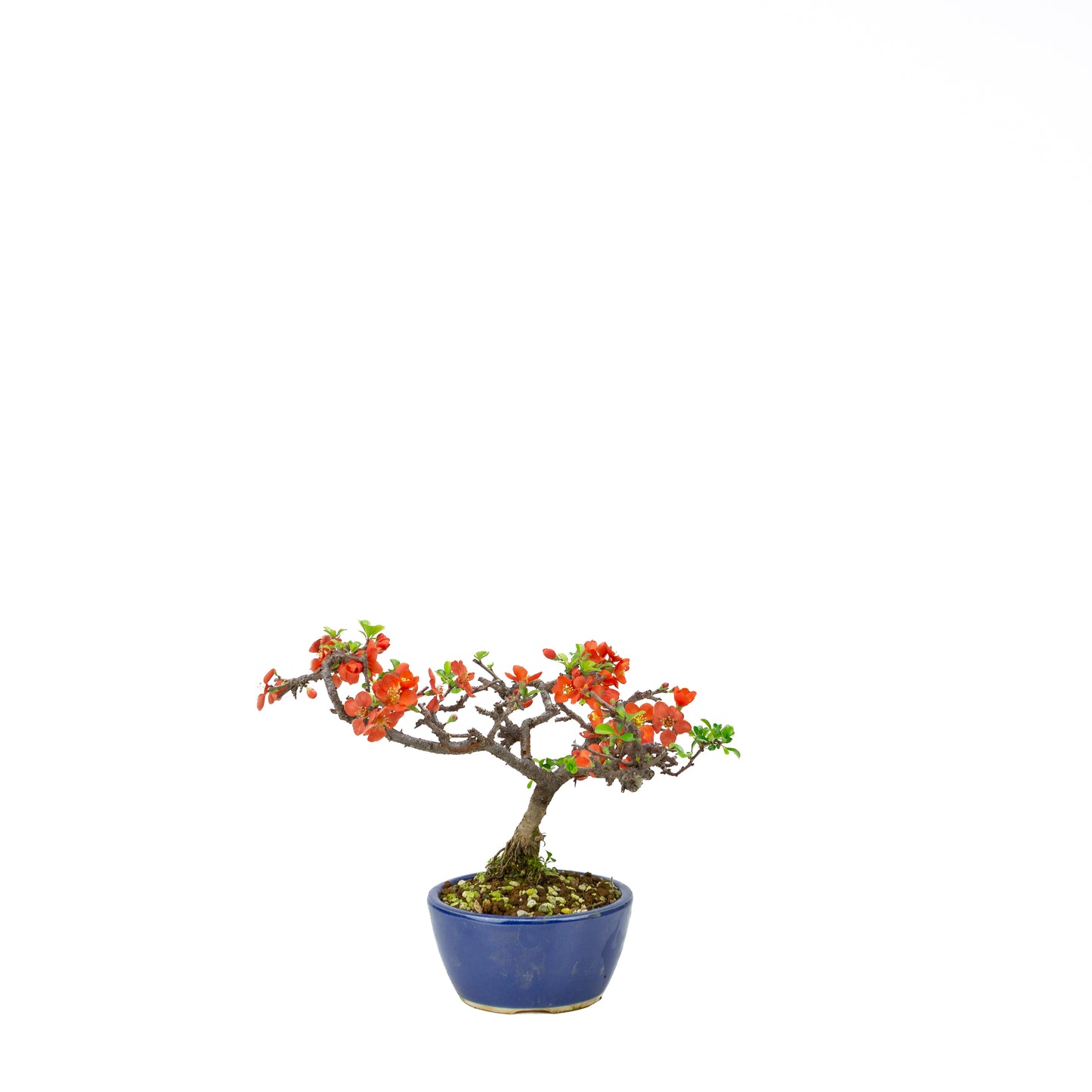 Chaenomeles speciosa (Japanische Zierquitte), Höhe ~39cm
