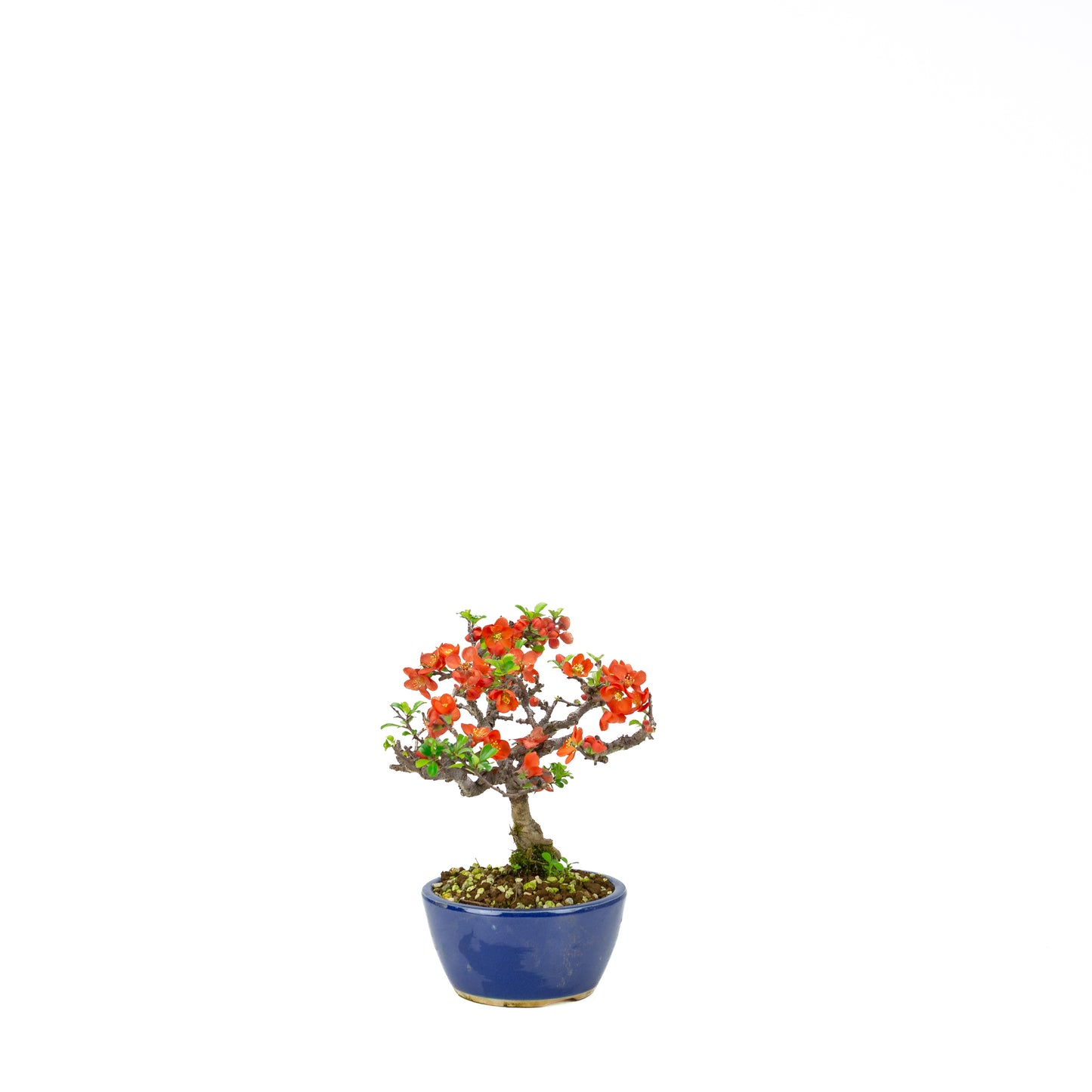 Chaenomeles speciosa (Japanische Zierquitte), Höhe ~39cm