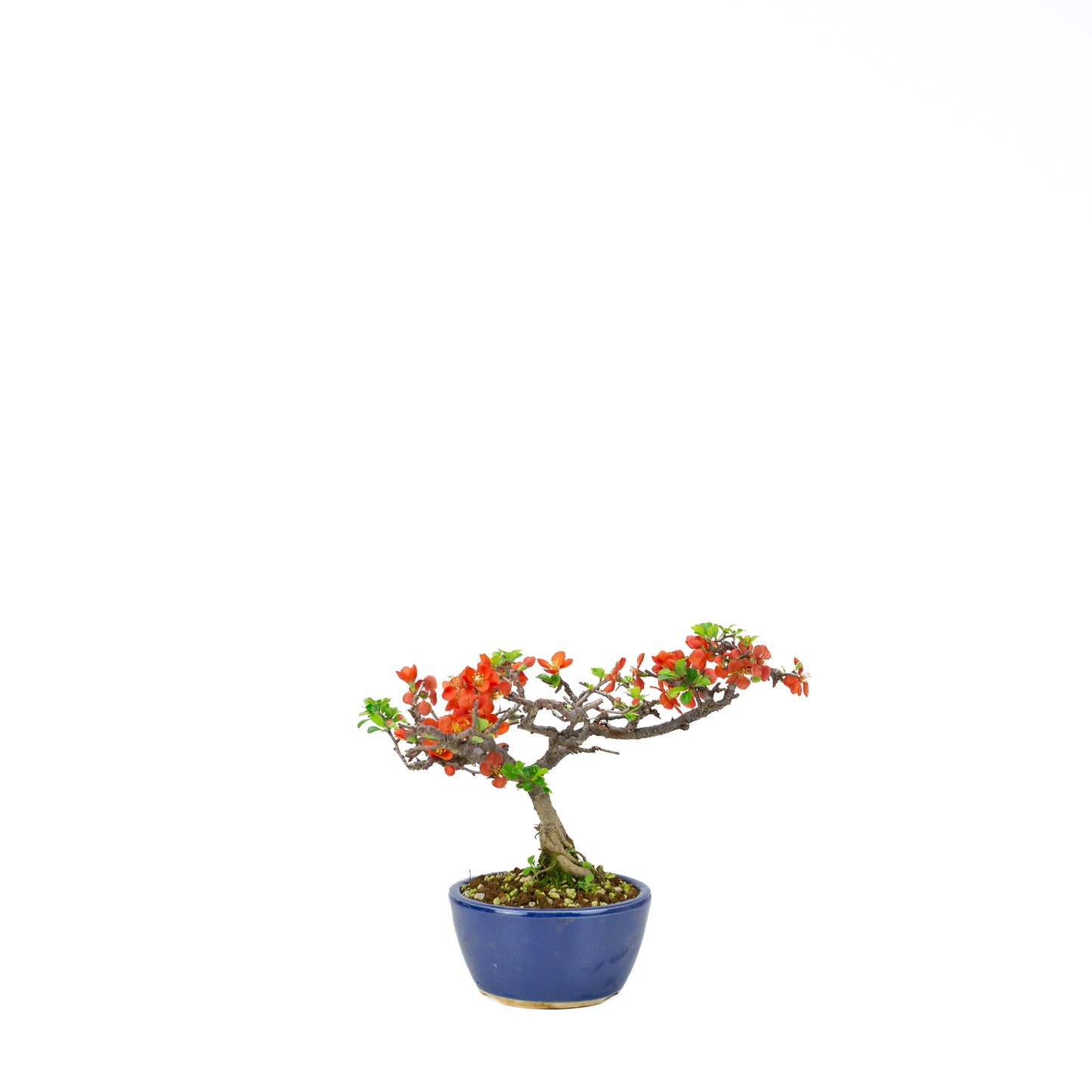 Chaenomeles speciosa (Japanische Zierquitte), Höhe ~39cm