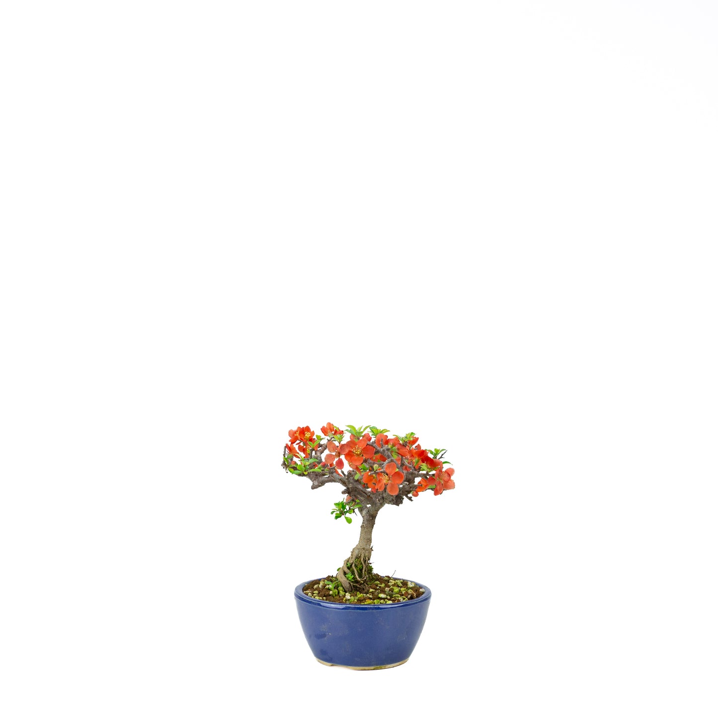 Chaenomeles speciosa (Japanische Zierquitte), Höhe ~39cm