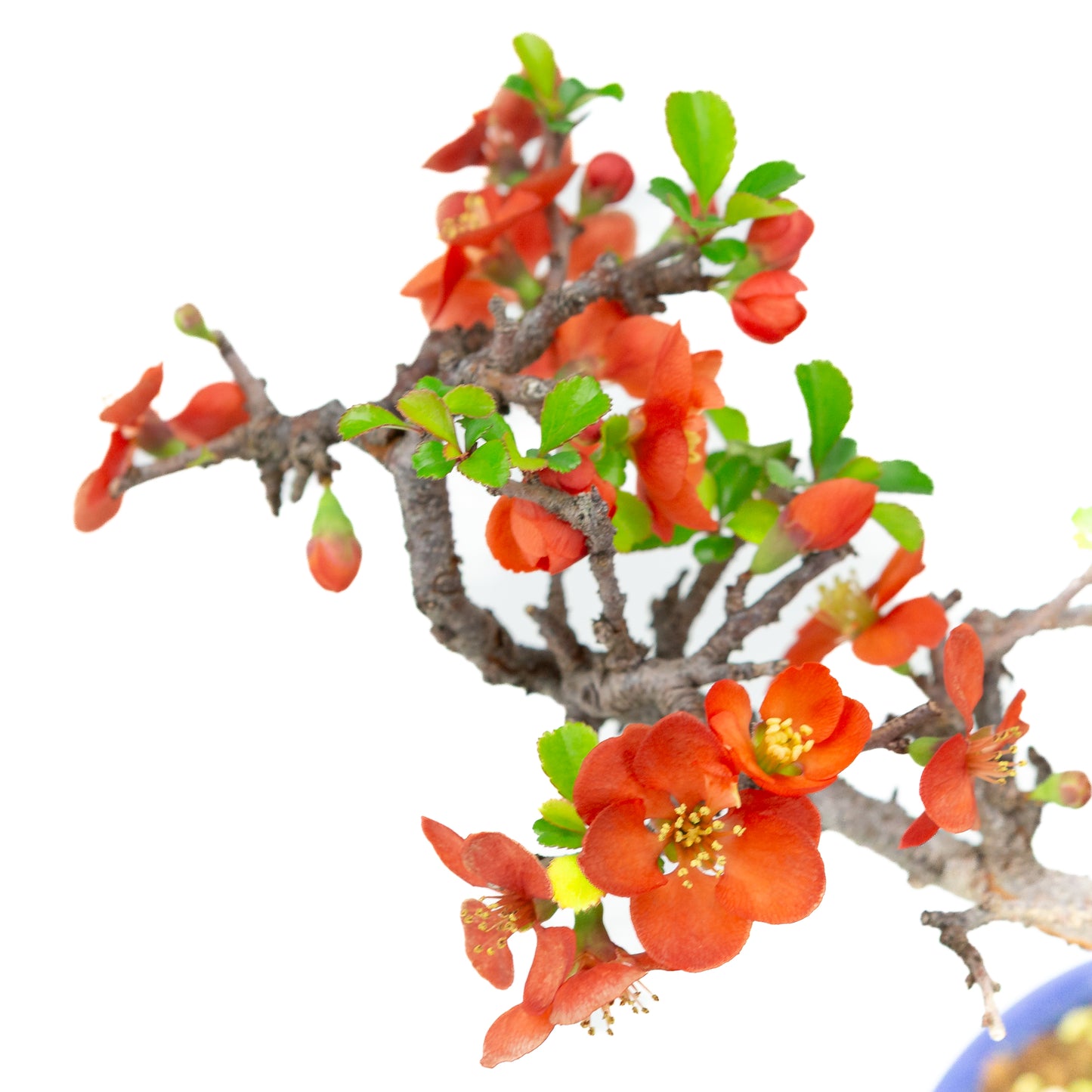 Chaenomeles speciosa (Japanische Zierquitte), Höhe ~39cm