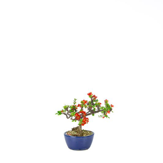 Chaenomeles speciosa (Japanische Zierquitte), Höhe ~39cm