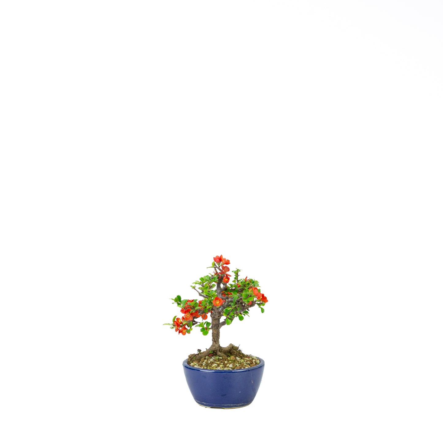 Chaenomeles speciosa (Japanische Zierquitte), Höhe ~39cm