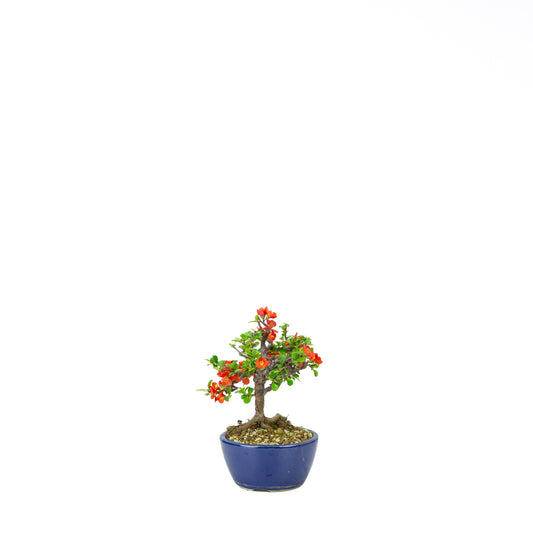 Chaenomeles speciosa (Japanische Zierquitte), Höhe ~39cm