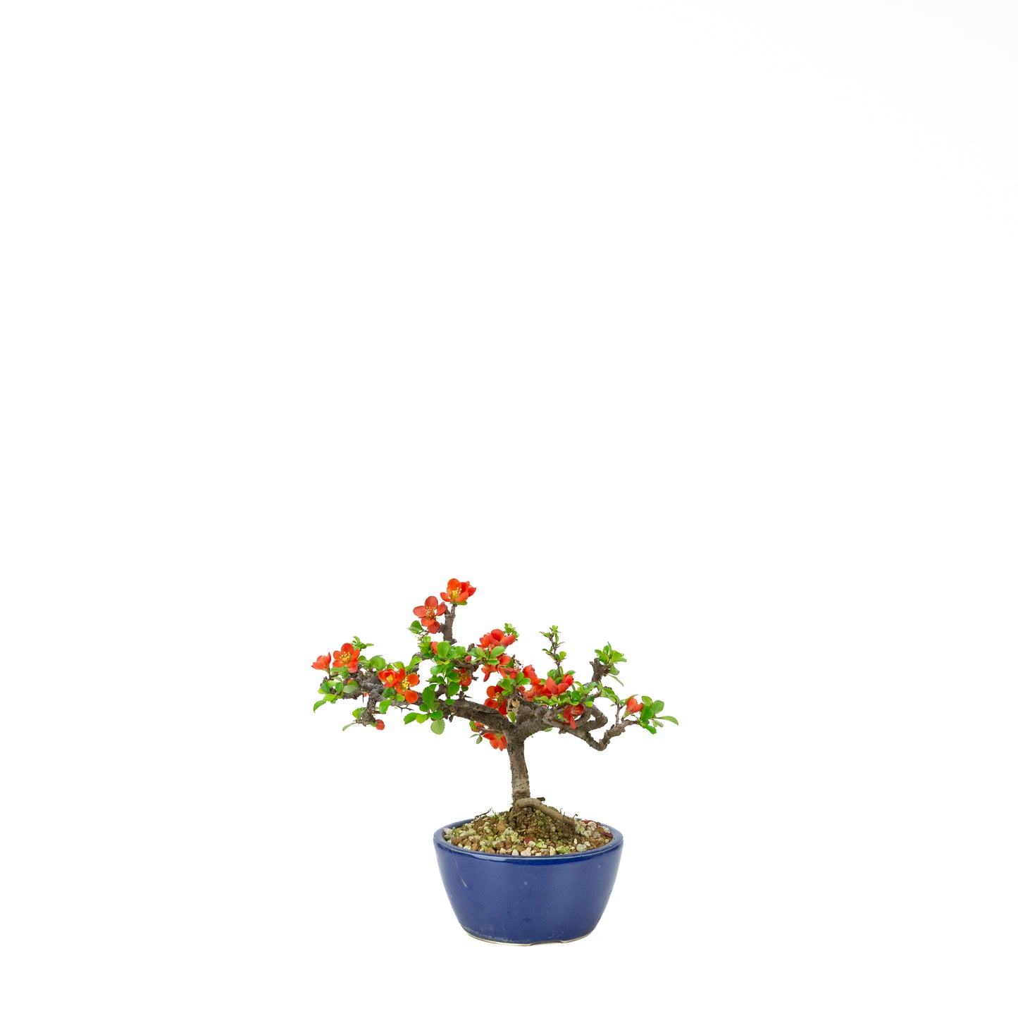 Chaenomeles speciosa (Japanische Zierquitte), Höhe ~39cm