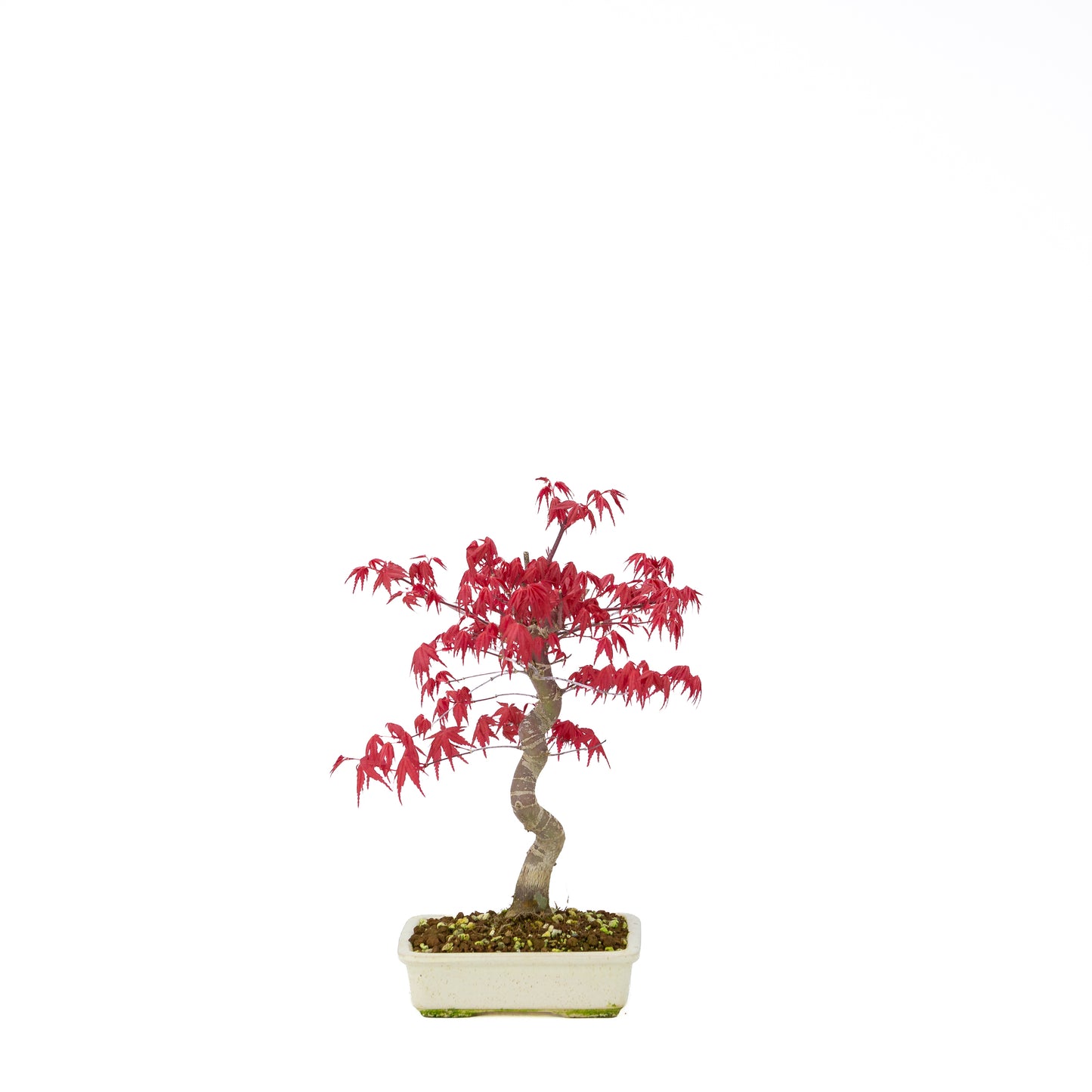 Acer palmatum Deshojo cremefarbener rechteckiger Schale 21 cm, Höhe ~52 cm