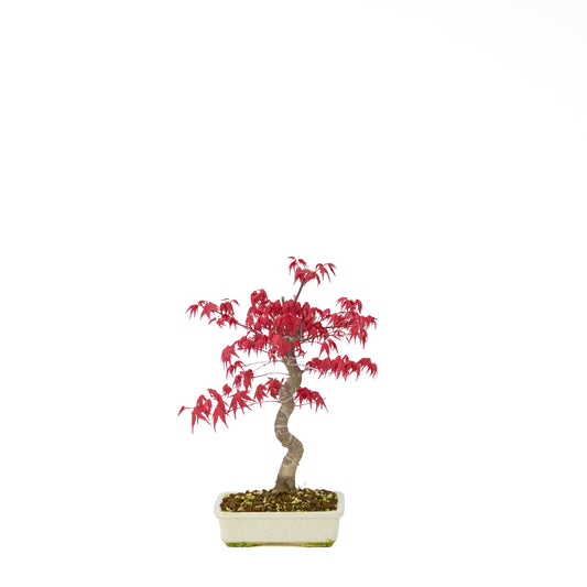 Acer palmatum Deshojo cremefarbener rechteckiger Schale 21 cm, Höhe ~52 cm
