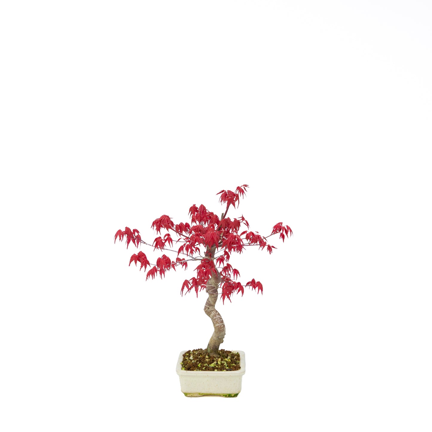 Acer palmatum Deshojo cremefarbener rechteckiger Schale 21 cm, Höhe ~52 cm