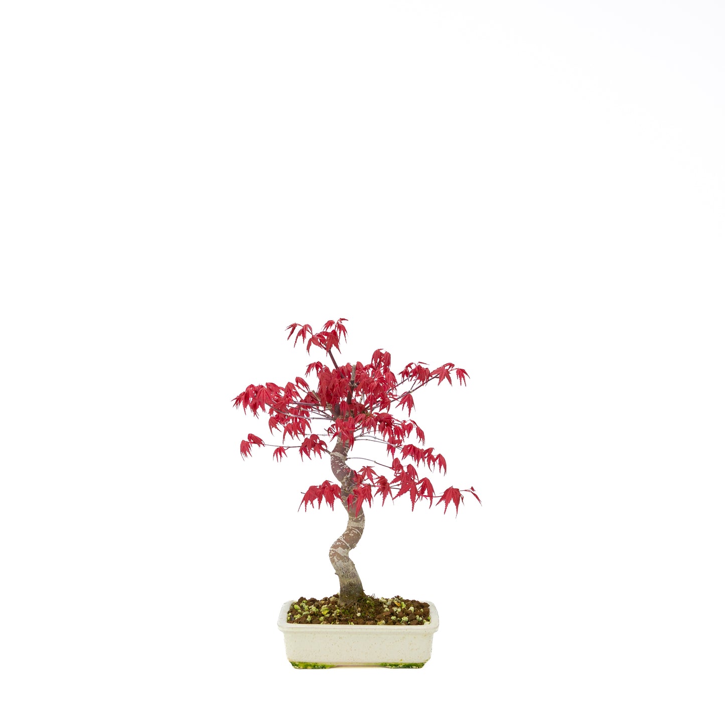 Acer palmatum Deshojo cremefarbener rechteckiger Schale 21 cm, Höhe ~52 cm