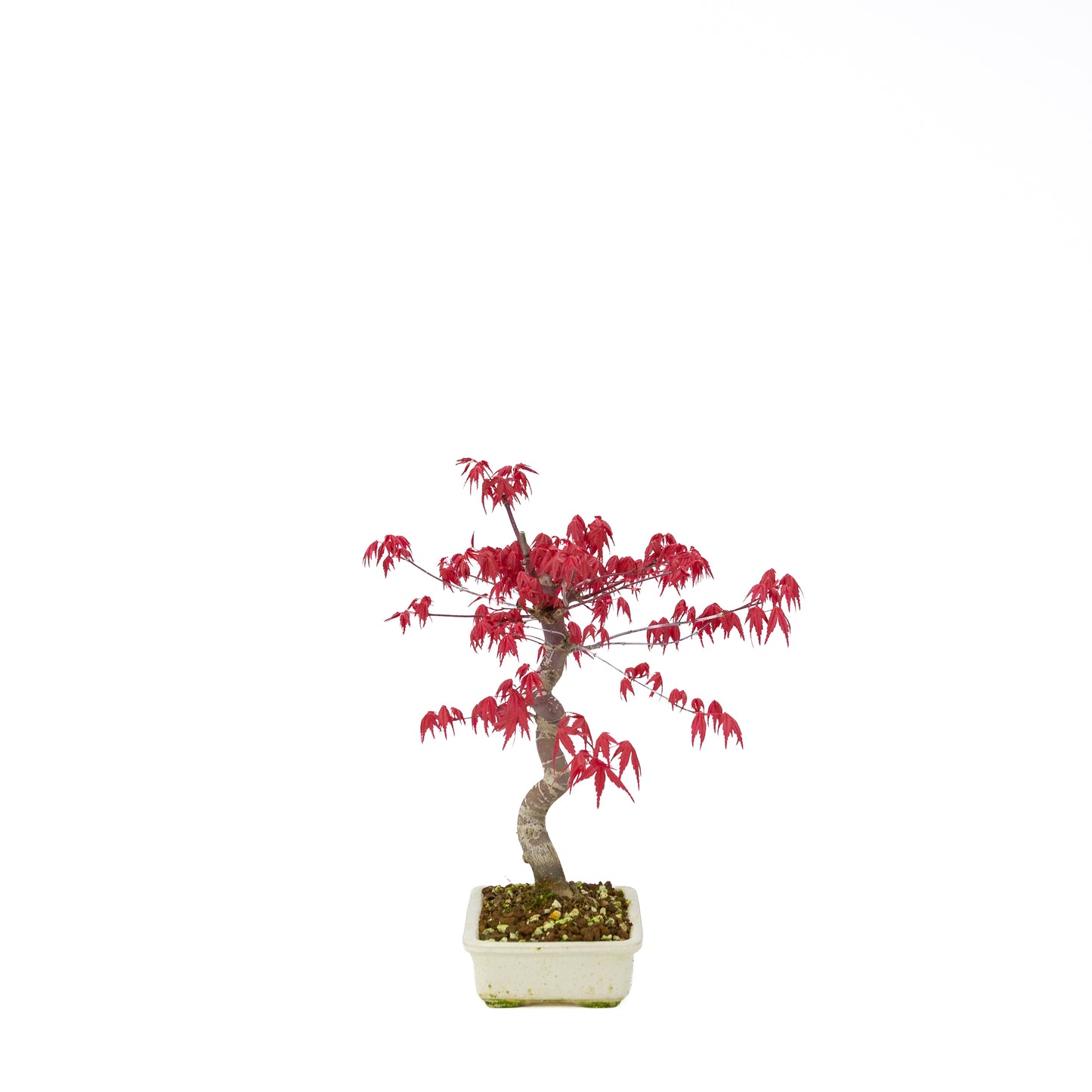 Acer palmatum Deshojo cremefarbener rechteckiger Schale 21 cm, Höhe ~52 cm