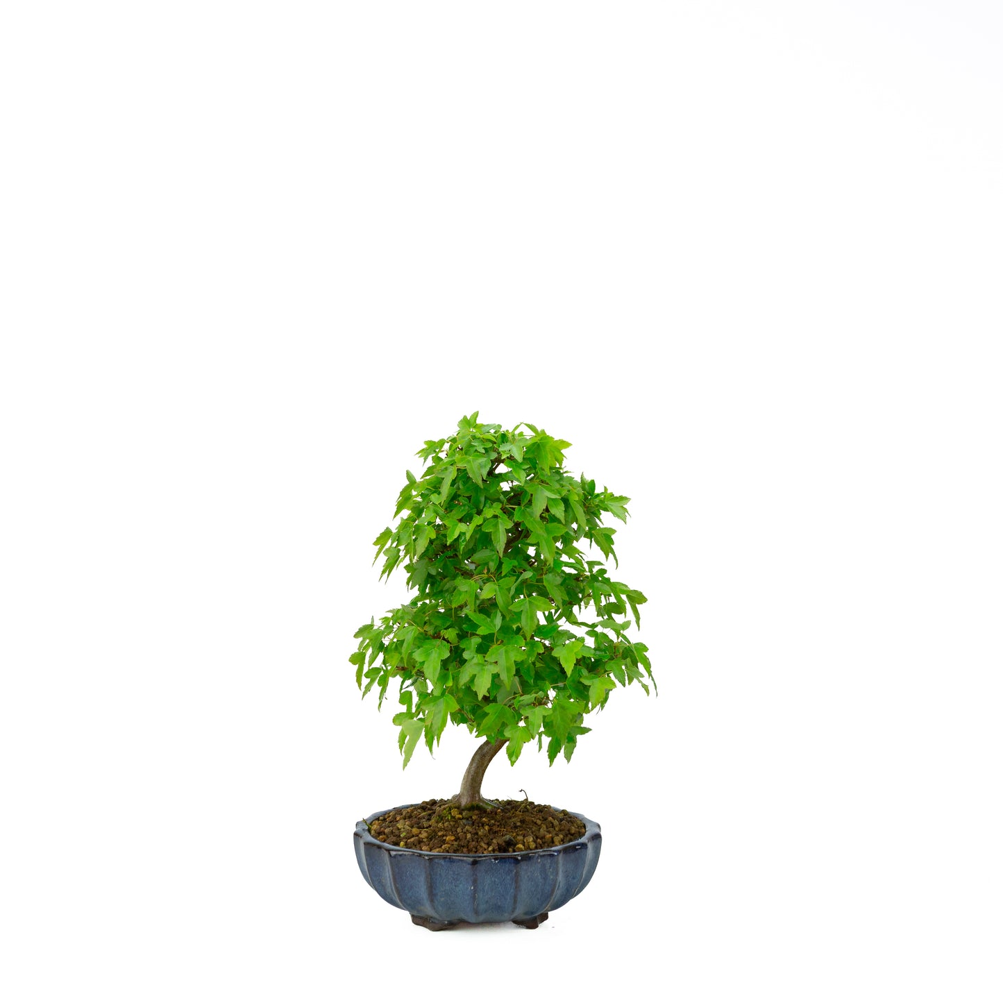 Acer buergerianum mit steinbraunem, rundem Schale, 20 cm Durchmesser, Höhe ca. 31 cm
