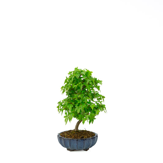 Acer buergerianum mit steinbraunem, rundem Schale, 20 cm Durchmesser, Höhe ca. 31 cm