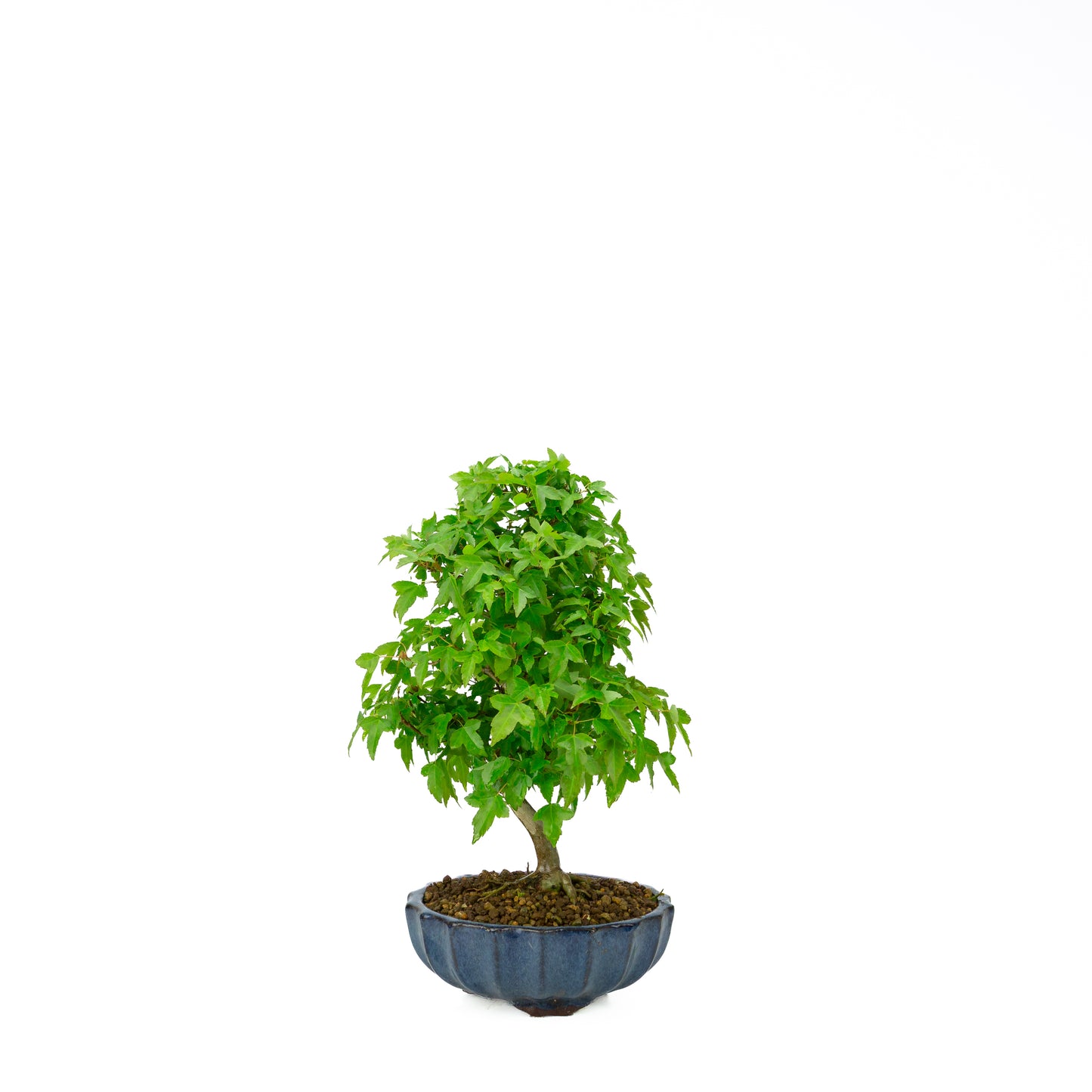 Acer buergerianum mit steinbraunem, rundem Schale, 20 cm Durchmesser, Höhe ca. 31 cm