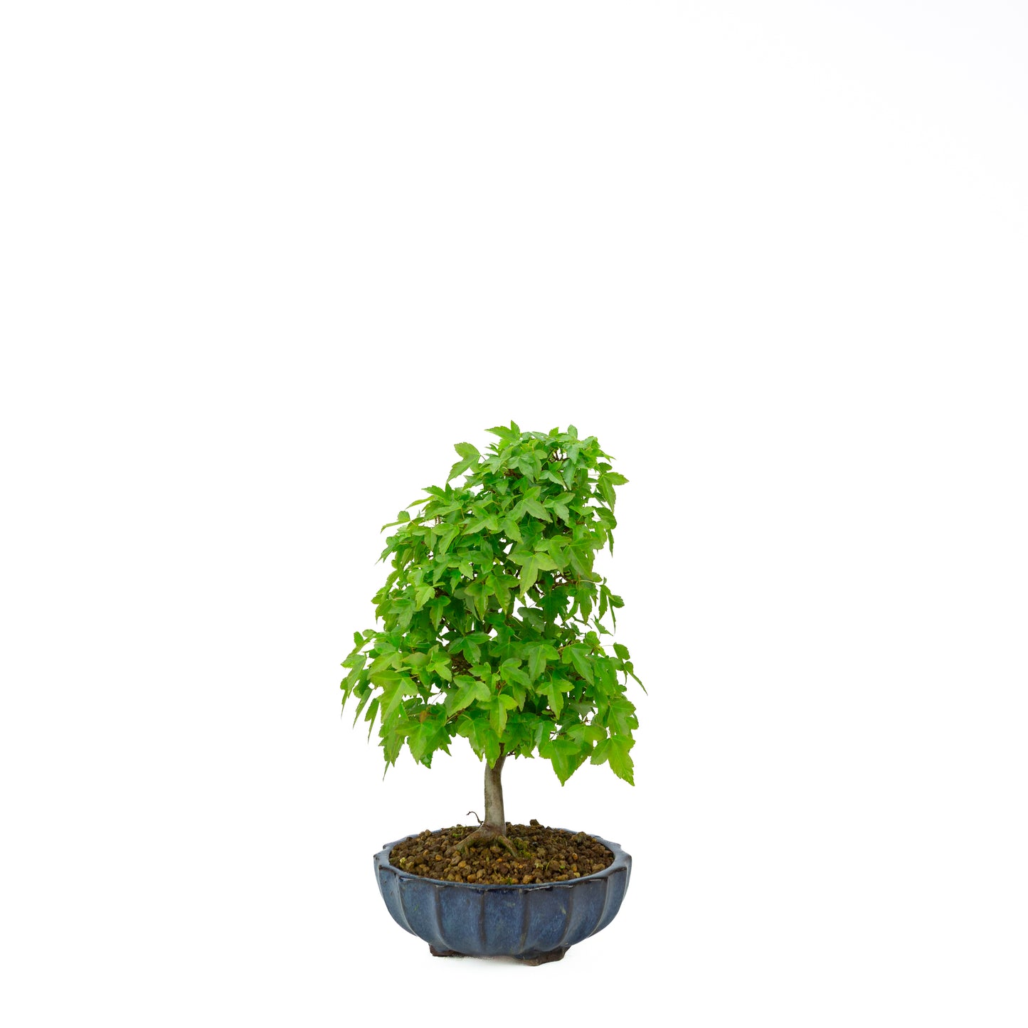 Acer buergerianum mit steinbraunem, rundem Schale, 20 cm Durchmesser, Höhe ca. 31 cm