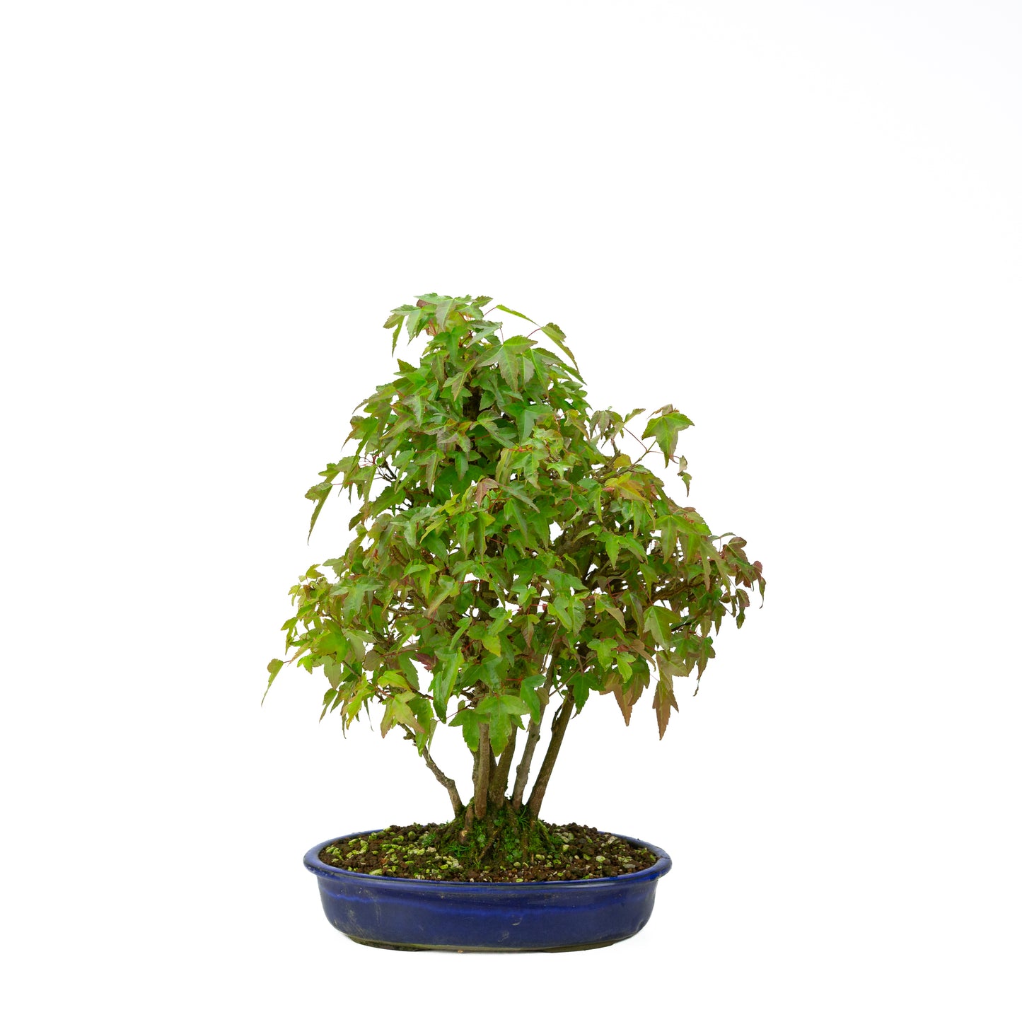 Acer buergerianum mit steinbraunem, rundem Schale, 20 cm Durchmesser, Höhe ca. 31 cm