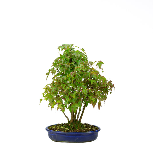 Acer buergerianum mit steinbraunem, rundem Schale, 20 cm Durchmesser, Höhe ca. 31 cm