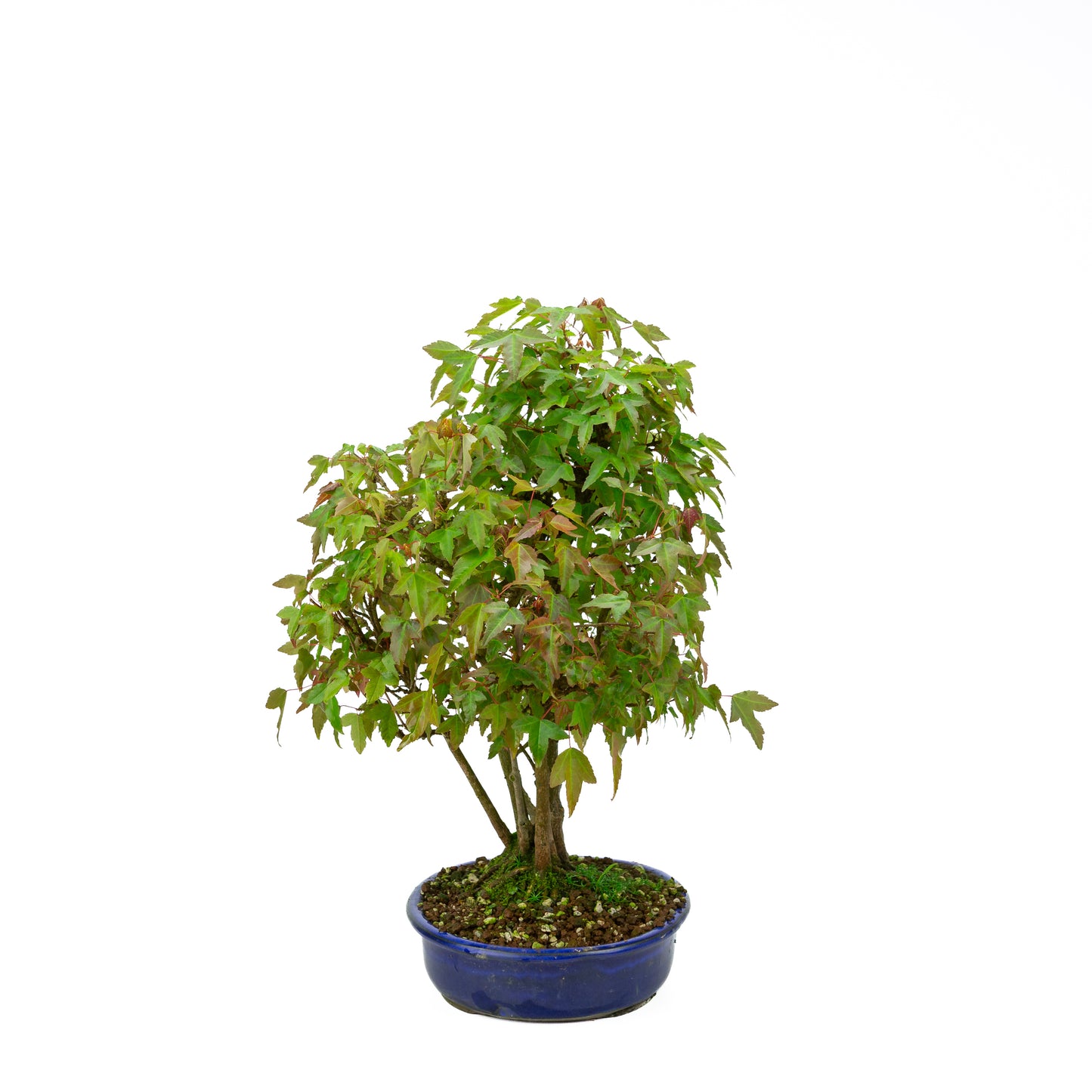 Acer buergerianum mit steinbraunem, rundem Schale, 20 cm Durchmesser, Höhe ca. 31 cm