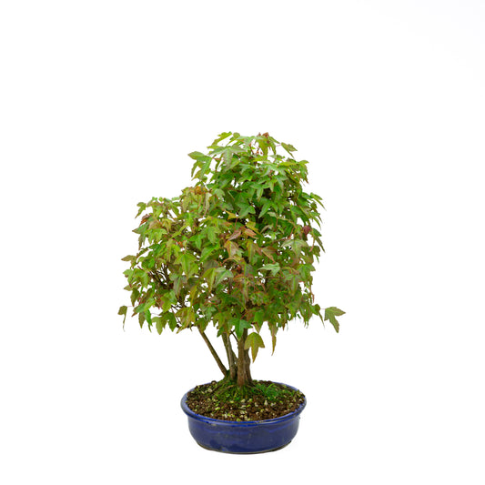 Acer buergerianum mit steinbraunem, rundem Schale, 20 cm Durchmesser, Höhe ca. 31 cm