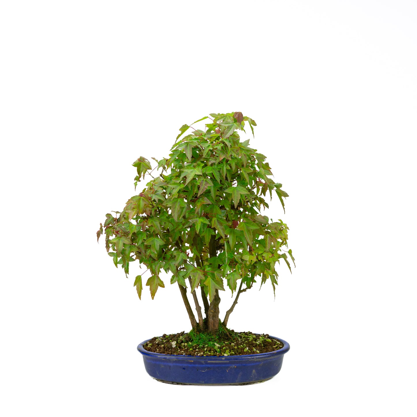Acer buergerianum mit steinbraunem, rundem Schale, 20 cm Durchmesser, Höhe ca. 31 cm