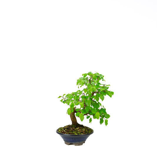 Carpinus coreana blauer rechteckiger Schale 21cm, Höhe ~35cm