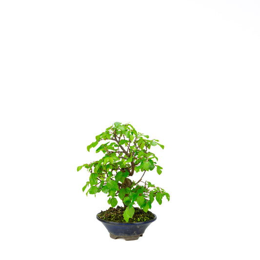 Carpinus coreana blauer rechteckiger Schale 21cm, Höhe ~35cm
