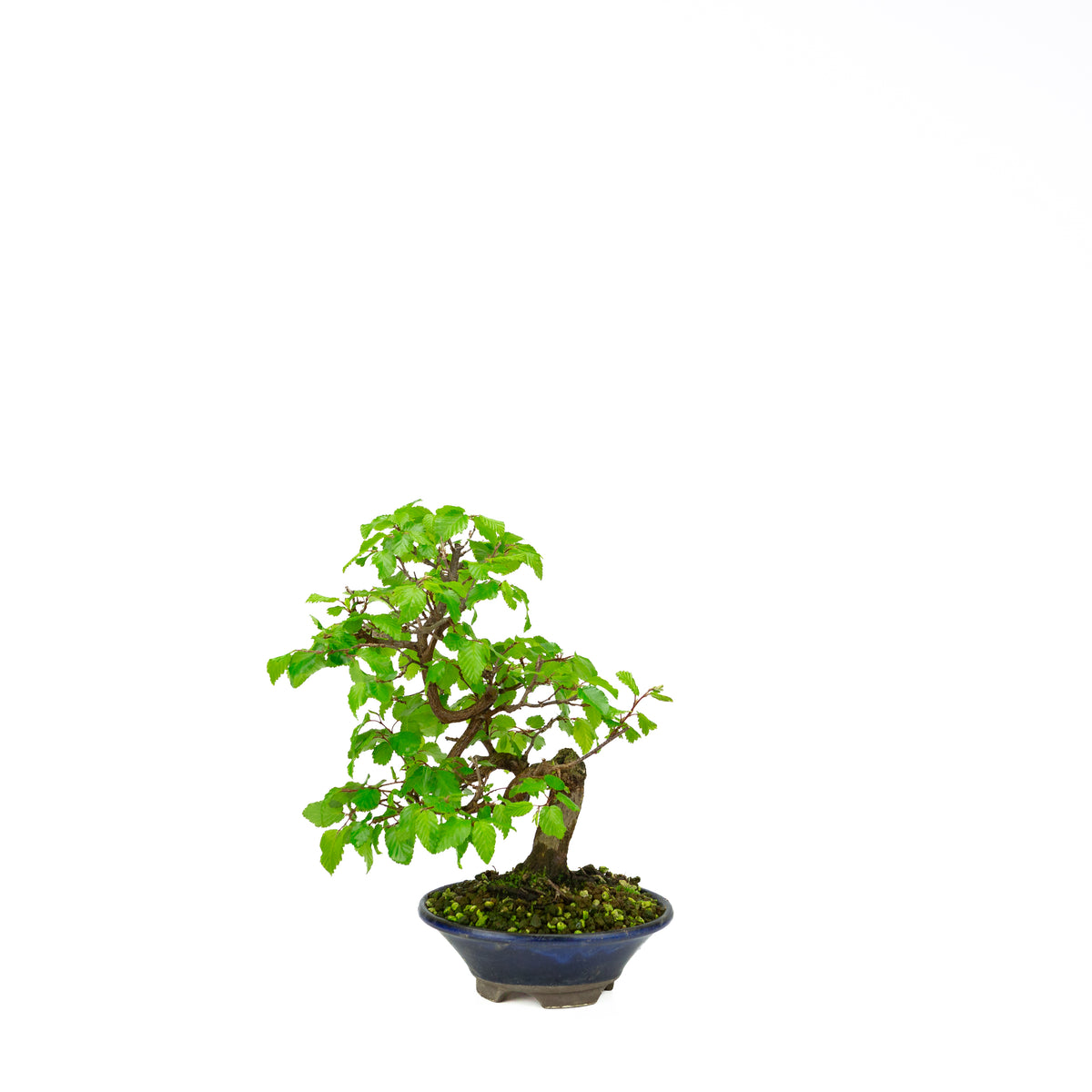 Carpinus coreana blauer rechteckiger Schale 21cm, Höhe ~35cm