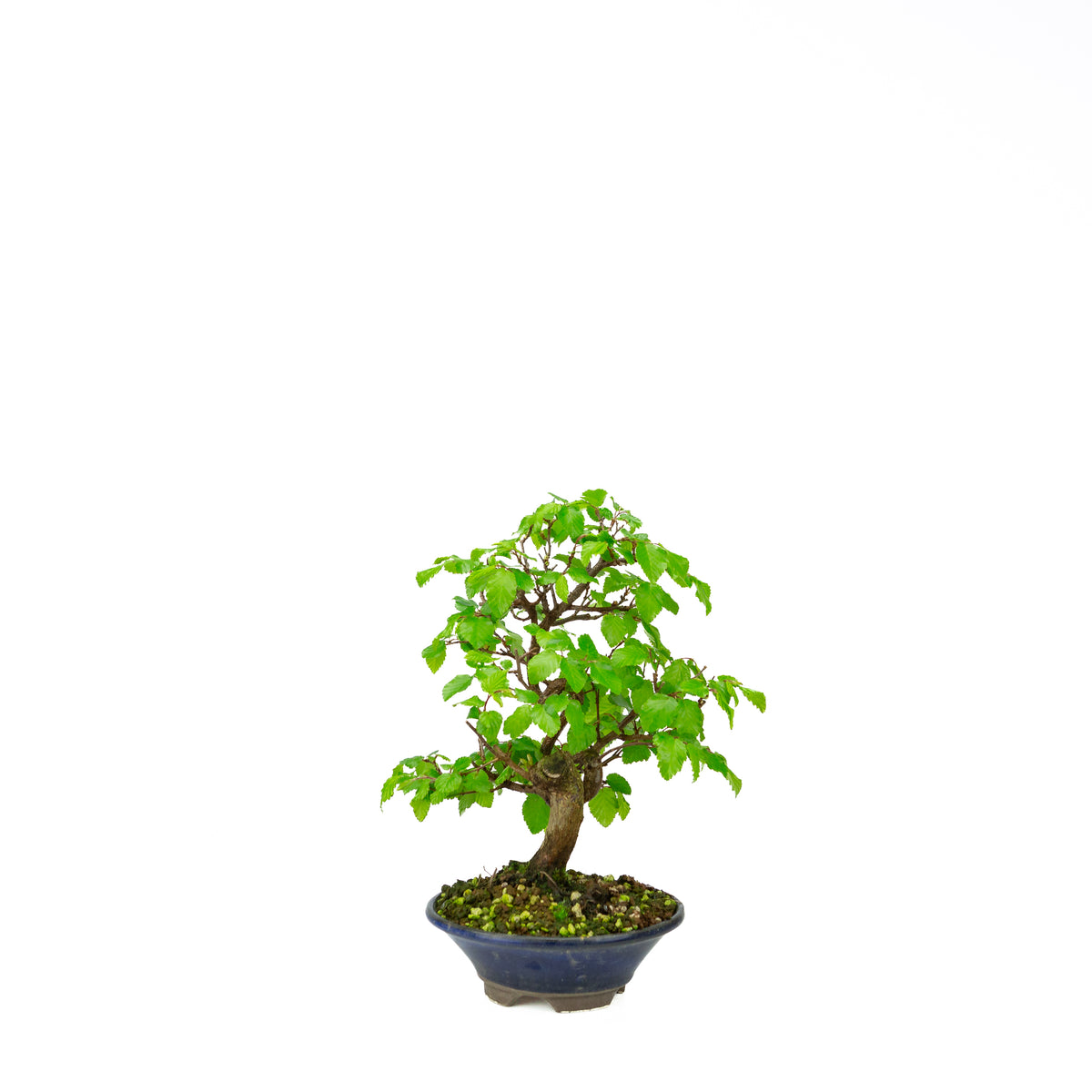 Carpinus coreana blauer rechteckiger Schale 21cm, Höhe ~35cm