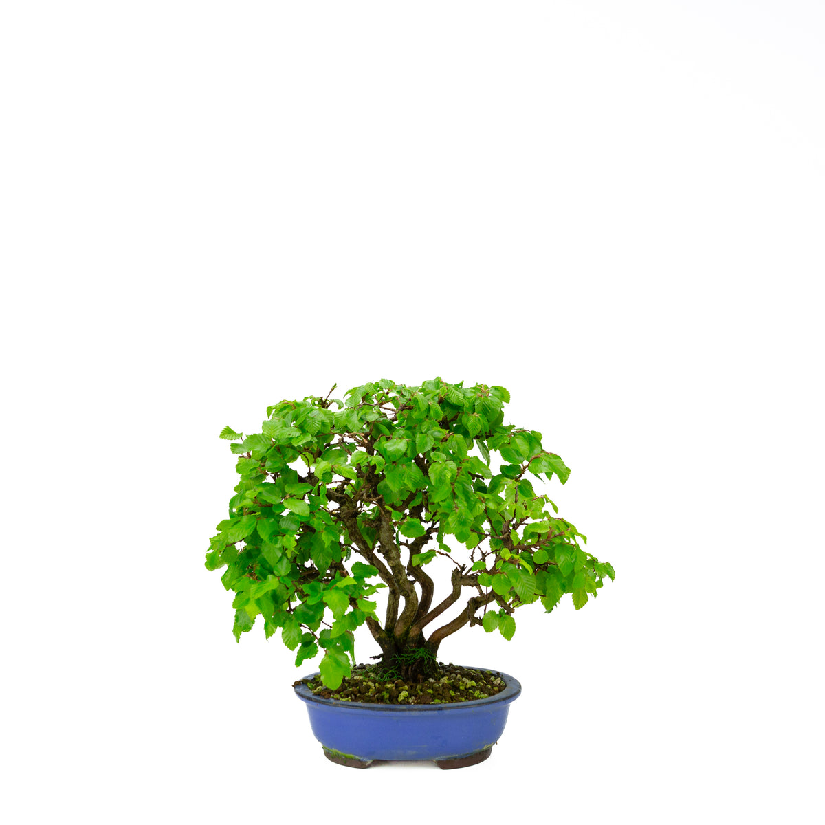 Carpinus coreana blauer rechteckiger Schale 21cm, Höhe ~35cm