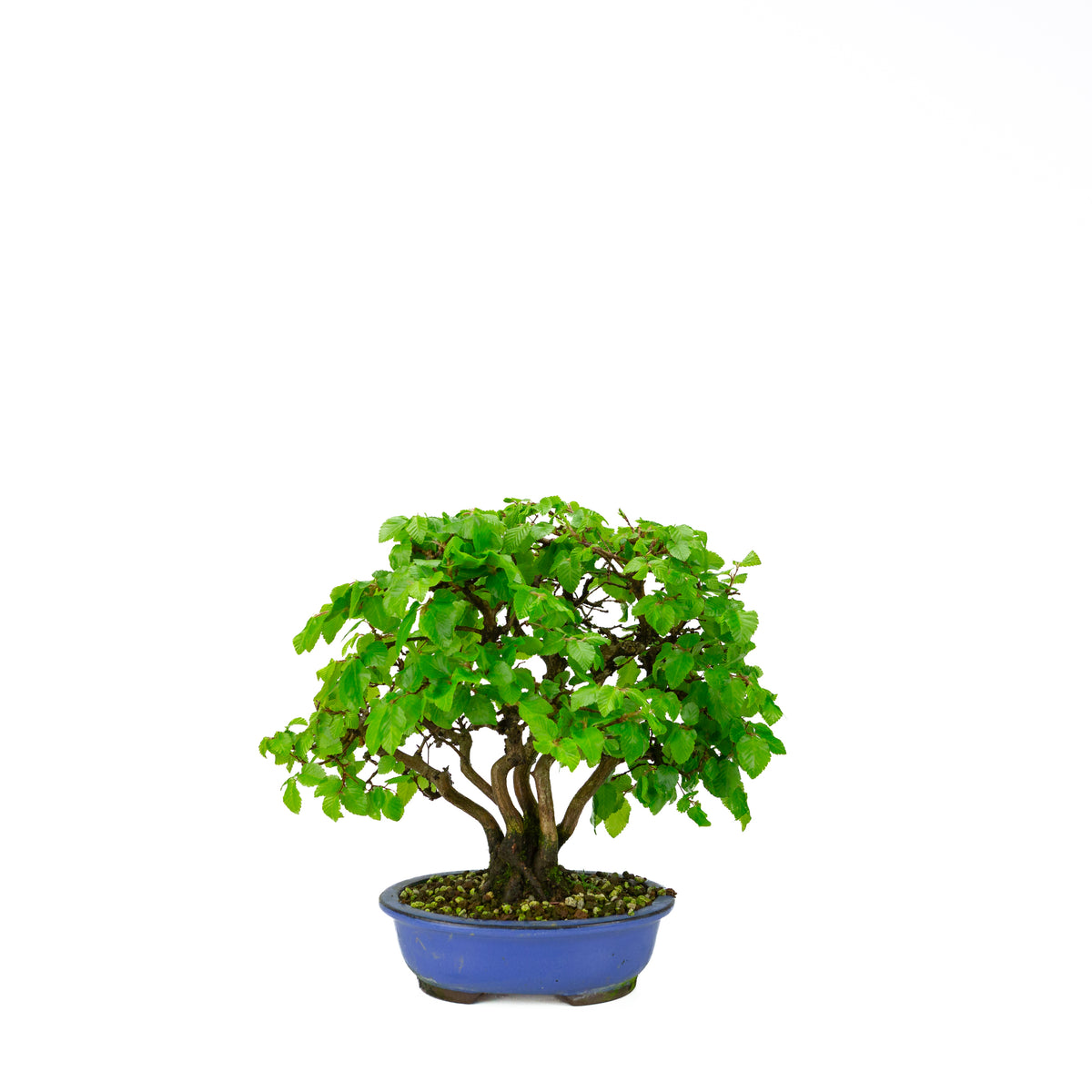 Carpinus coreana blauer rechteckiger Schale 21cm, Höhe ~35cm