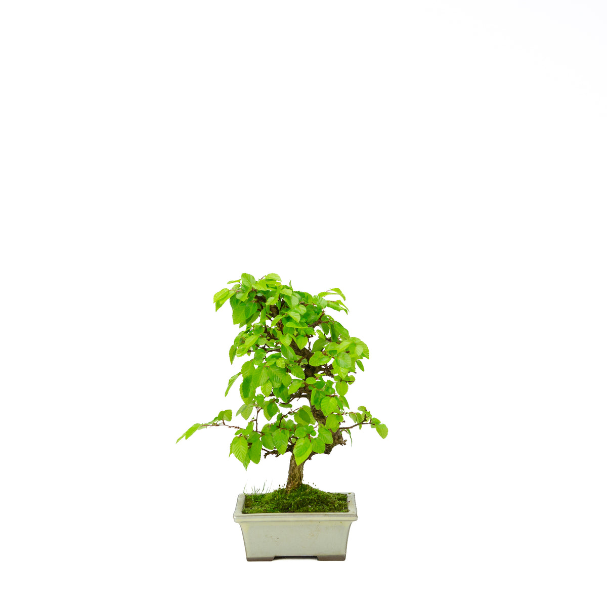 Carpinus coreana blauer rechteckiger Schale 21cm, Höhe ~35cm