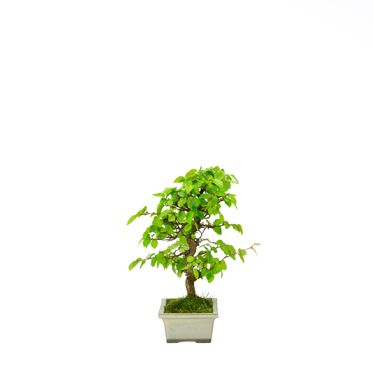 Carpinus coreana blauer rechteckiger Schale 21cm, Höhe ~35cm