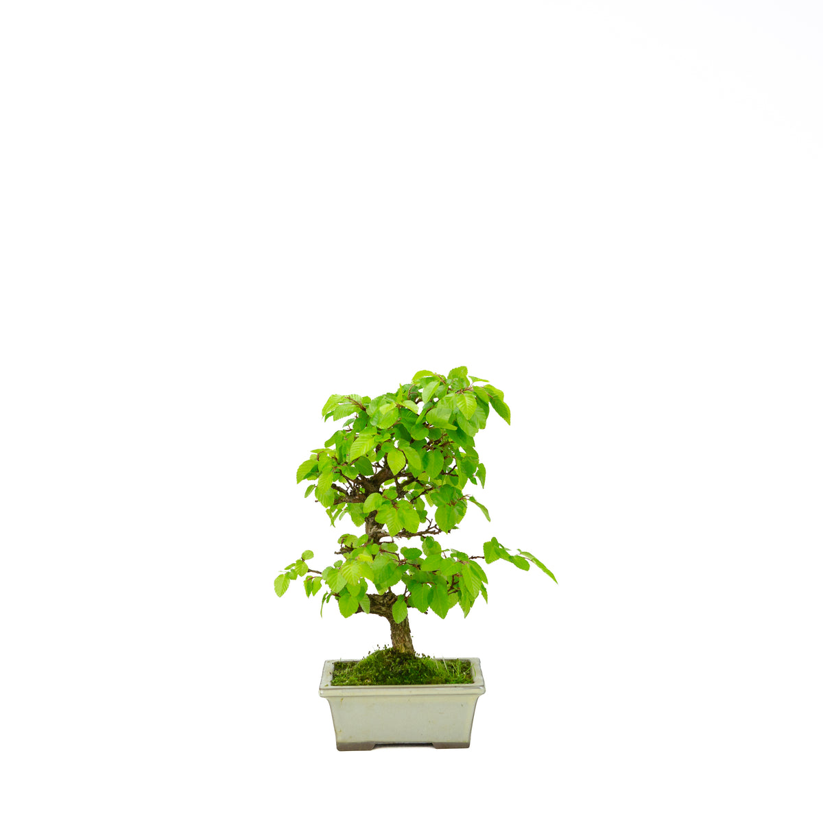 Carpinus coreana blauer rechteckiger Schale 21cm, Höhe ~35cm