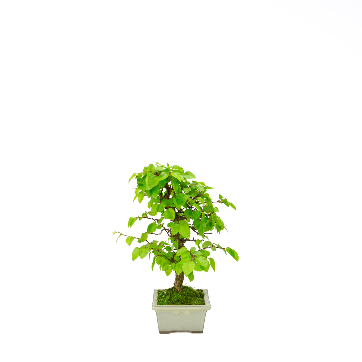 Carpinus coreana blauer rechteckiger Schale 21cm, Höhe ~35cm