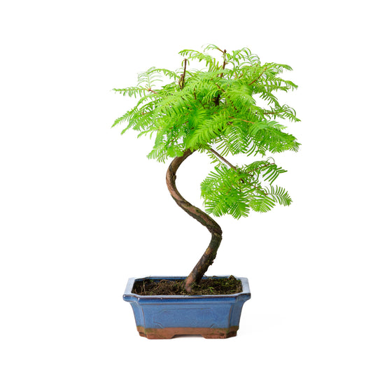 Metasequoia blau rechteckiger Schale 20cm, Höhe 40cm