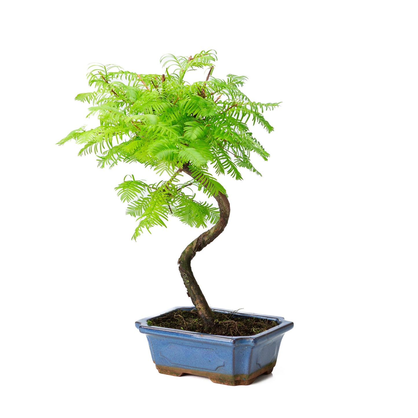 Metasequoia glyptostroboides, Schale 19 cm, Höhe ~40 cm