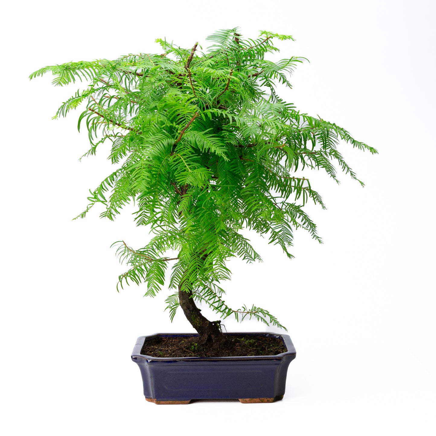 Bonsai Metasequoia blauwe rechthoekige pot 20cm, hoogte 40cm