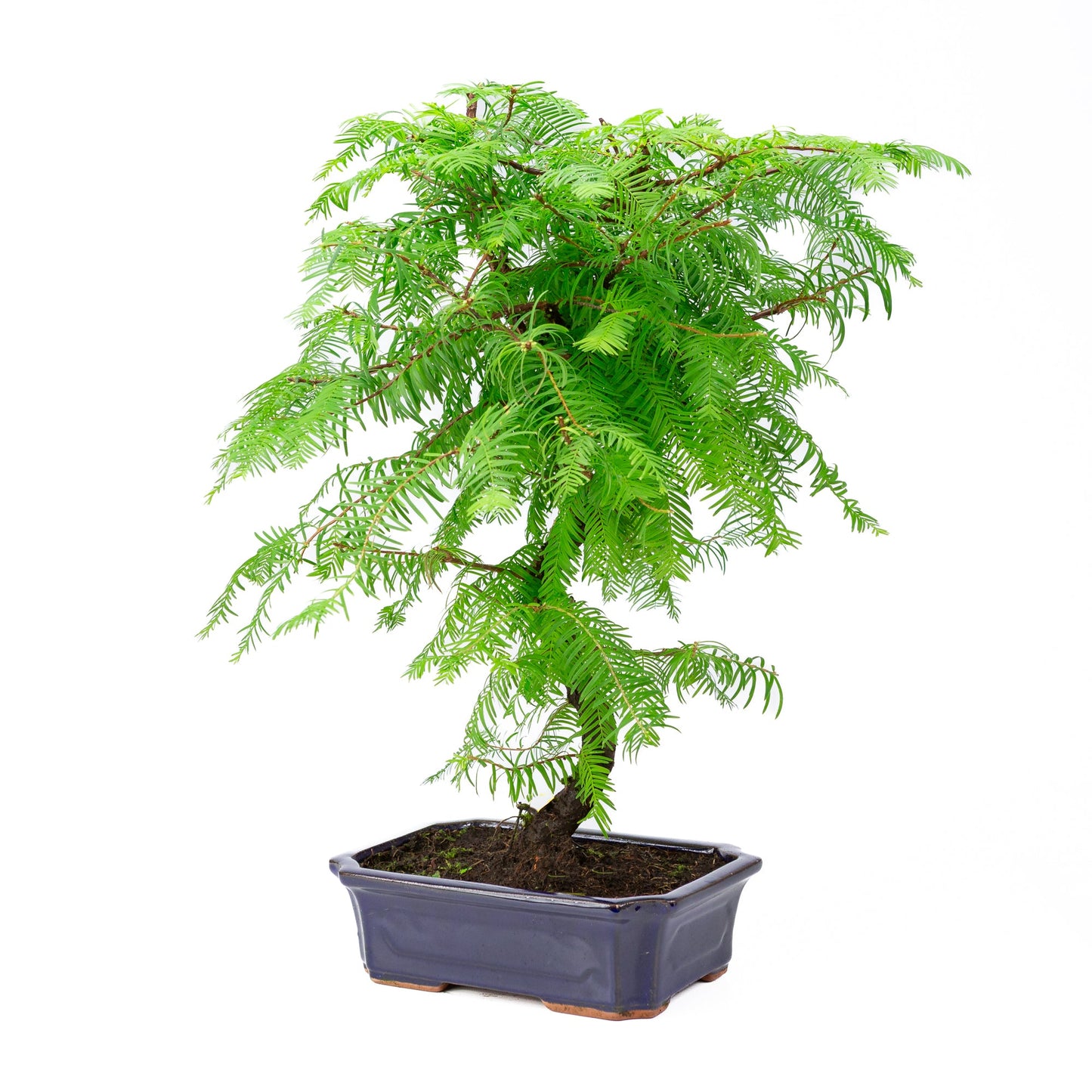 Metasequoia glyptostroboides, Schale 24 cm, Höhe ~53 cm