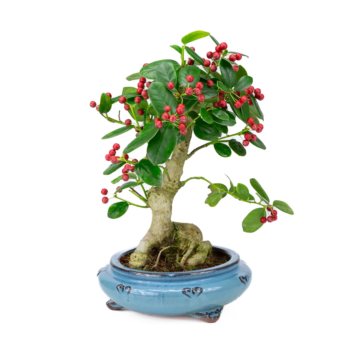 Bonsai Loropetalum rubra blauwe Mokko pot 20cm, hoogte 40cm