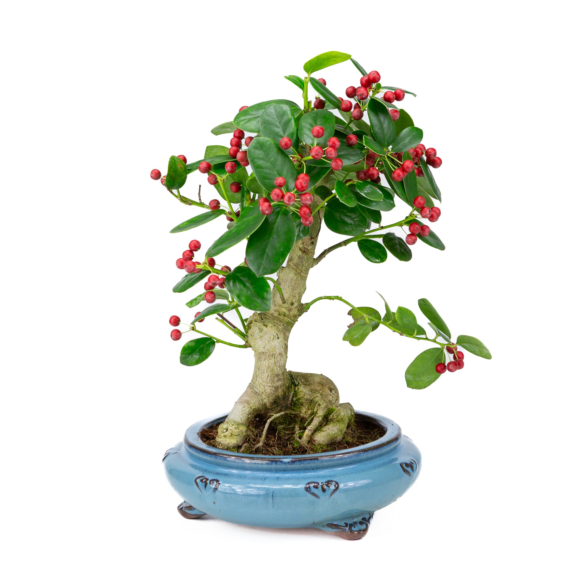 Bonsai Loropetalum rubra blauwe Mokko pot 20cm, hoogte 40cm