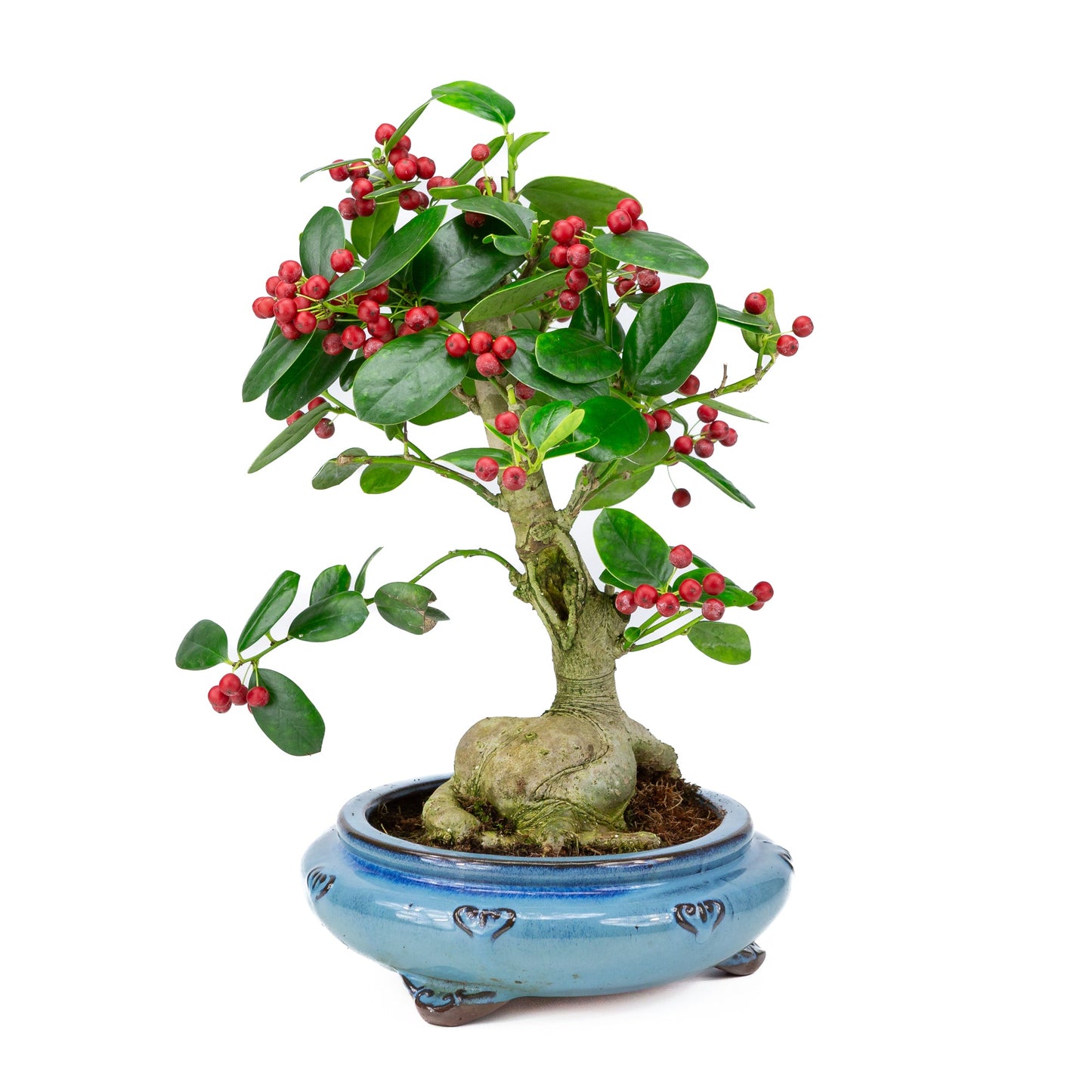 Ilex fortunei Blaue runde Schale, 23 cm Durchmesser, Höhe ca. 37 cm