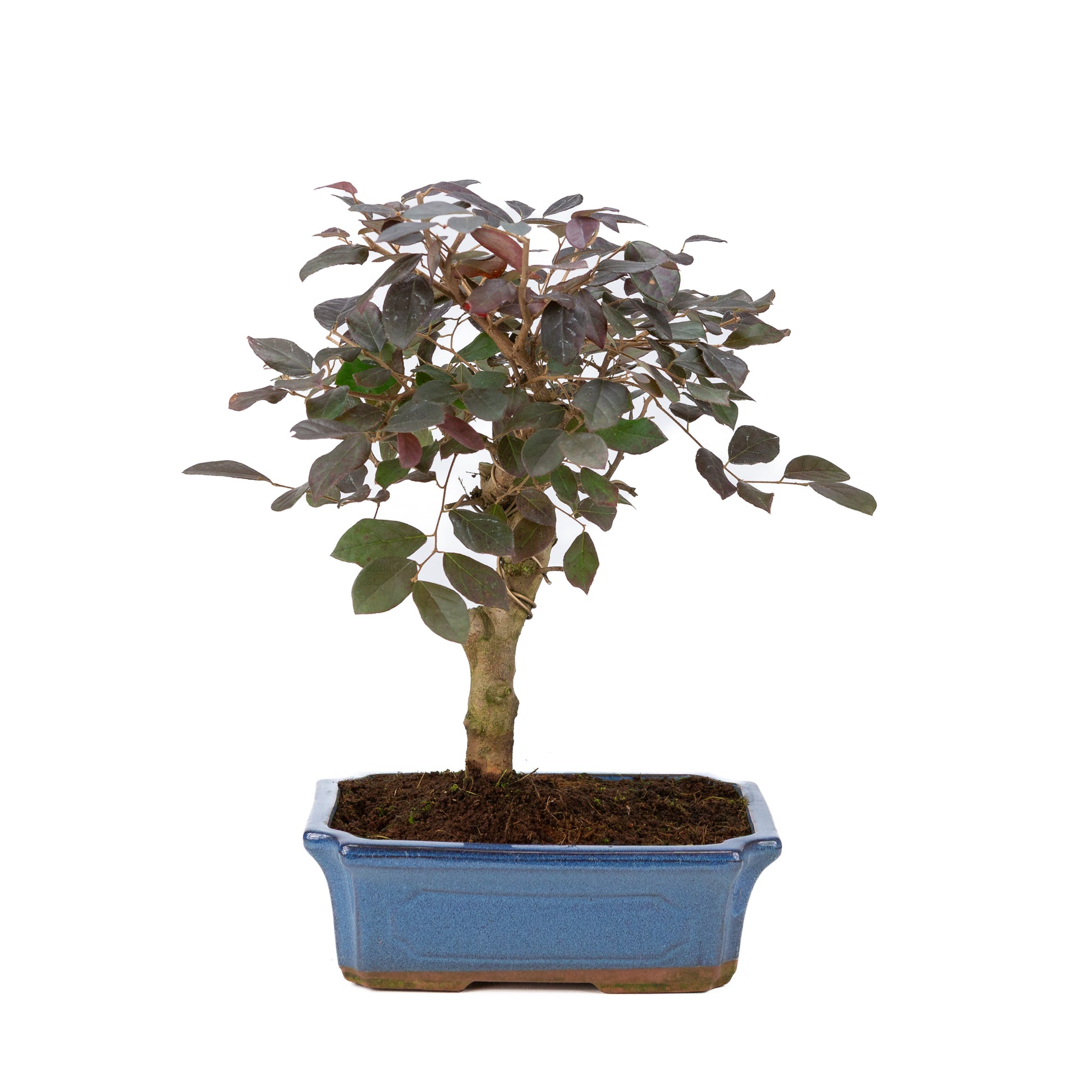 Bonsai Loropetalum rubra blauwe Mokko pot 20cm, hoogte 40cm